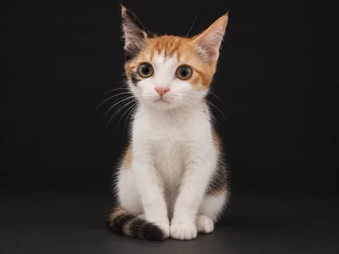 Eric’s calico cat sitting