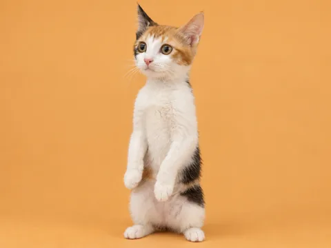 Eric’s calico cat standing upright