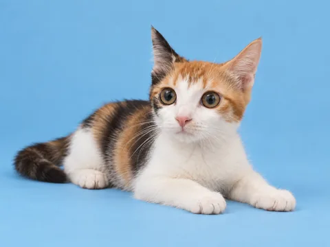 Eric’s calico cat resting