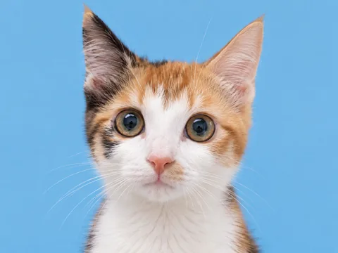 Eric’s calico cat looking forward