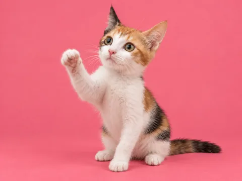 Eric’s calico cat raising a paw