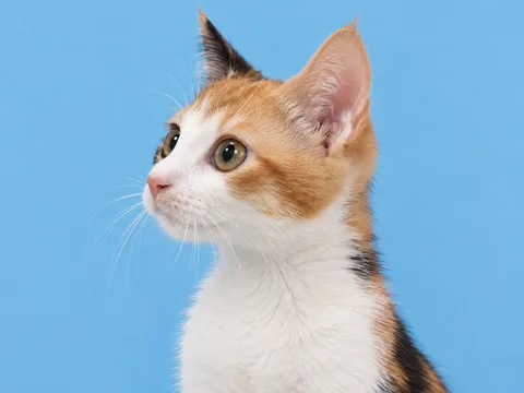 Eric’s calico cat in profile